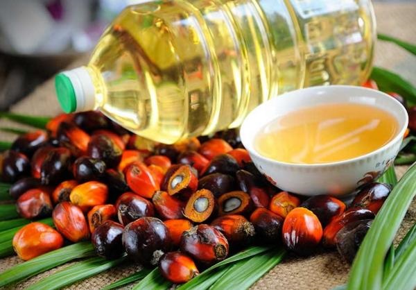 «Грязное» пальмовое масло могут запретить в РФ