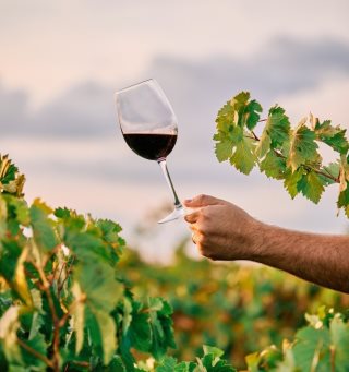 На Дону построят новую винодельню производительностью 250 тысяч бутылок вина ежегодно